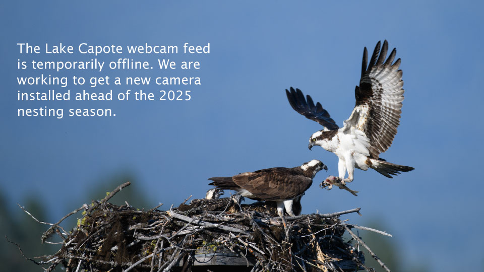 The Lake Capote webcam feed is temporarily offline. We are working to get a new camera installed ahead of the 2025 nesting season.